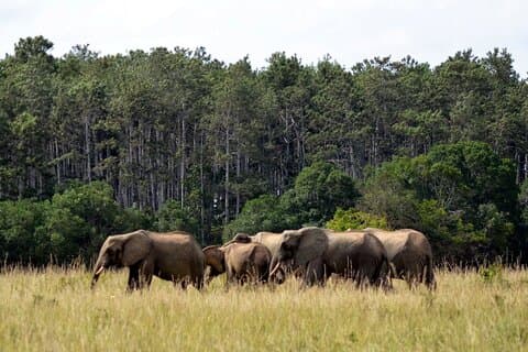 Day Tour To Shimba Hill Reserve From Mombasa