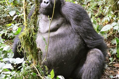 7 Tage Uganda Big 5 Safari