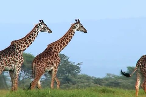5 jours Safari privé en Tanzanie du Nord au départ d'Arusha