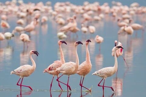 Full Day Safari at Bundala With Picnic Lunch from Hambantota port