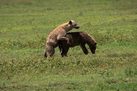 3 Days Masai Mara Game Reserve