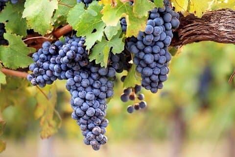 En försmak av Medoc Halvdags privat vinresa från Bordeaux Port