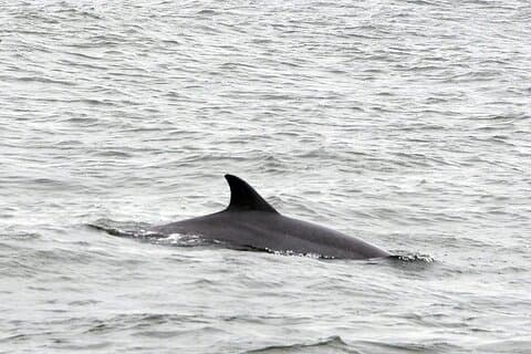 2 Hour Dolphin Watching Adventure in Calabash