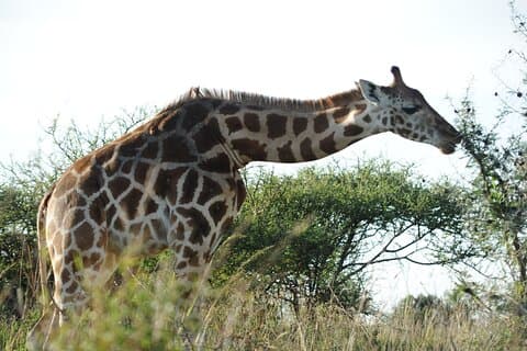 Os 8 melhores dias de safaris de fauna selvagem do Ruanda