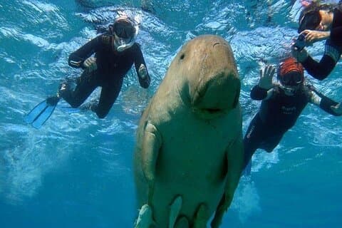 マルサ・ムバラクシュノーケリングツアージュゴン&ウミガメと泳ぐ