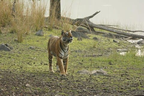 Dezelfde dagtour naar Ramgarh Vishdhari Tiger Reserve vanuit Jaipur