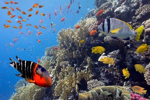 VIP Snorkel yacht tur i Cancun og Isla Mujeres