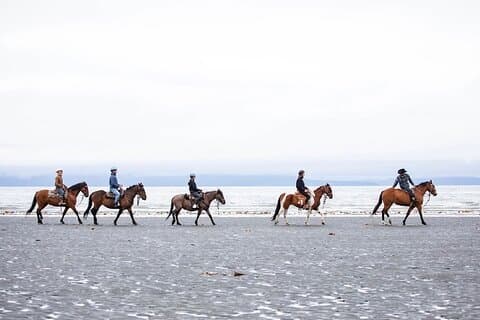 Beach Horse Riding Experience in Homer