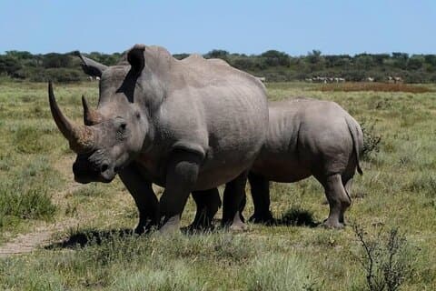 Afternoon Safari from Durban