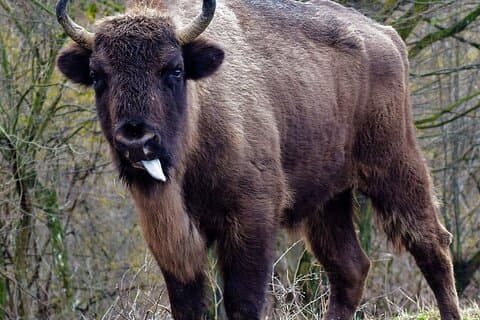 Bison Reserve og saltgruve Europas beste attraksjoner