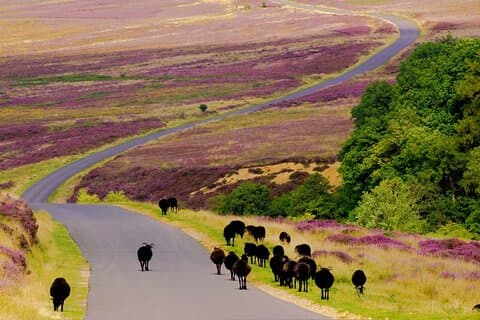 Afternoon Tour North York Moors National Park