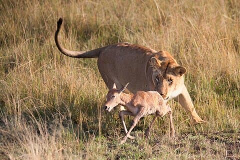 6 Days Best of Kenya Safari