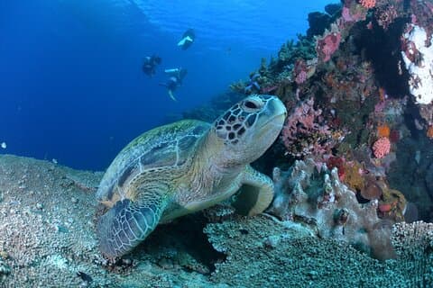 Beginner Scuba Diving in Moalboal | Safe & Easy Experience