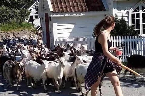 Hike to meet the goats in the valley of Undredal village