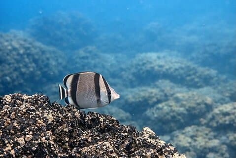Bekroonde snorkeltocht naar Isla Tortuga: ontdek het onderwaterleven en geniet van het uitzicht.