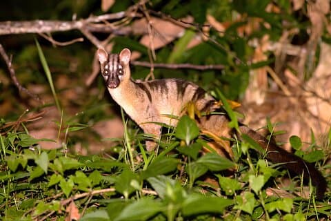 Tawau: 4D3N Maliau Basin Hiking Expedition