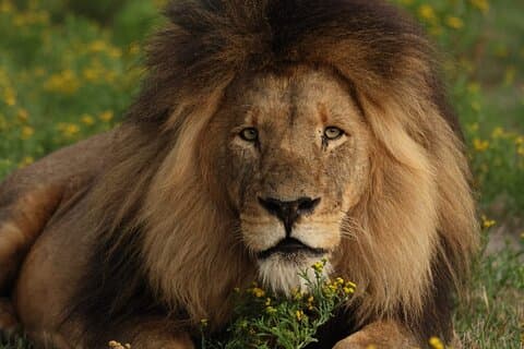 10 Day Safari Adventure in Kafue and Lower Zambezi NP