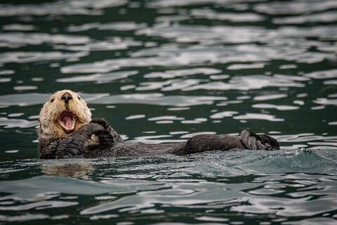 Sitka’s Private Wildlife Whale Adventure 6 Transport Meal option