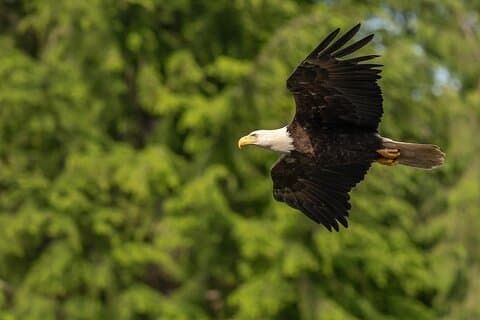 Where the Wild Things Soar Sitka Bird Bear Salmon Run Tour