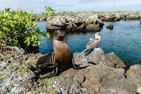 10 dages Galapagos Island Hopping - fuld Galapagos Explorer