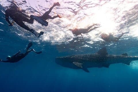 Tour de natação de tubarão-baleia e snorkeling em Isla Mujeres