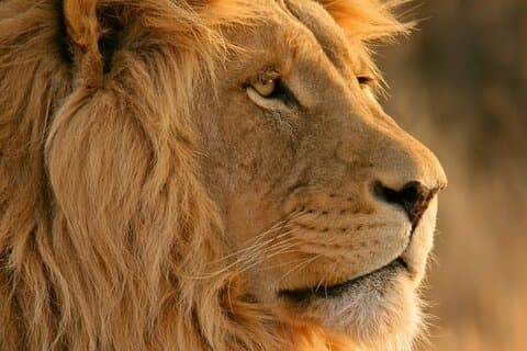 Aquila Big Five Safari Adventure Full Day Tour from Cape Town