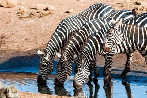 Elky 2 Days Taita Hills Salt Lick Safari