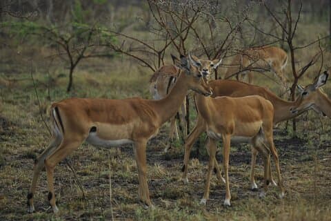 10 days best of Uganda with big5 and primate safari