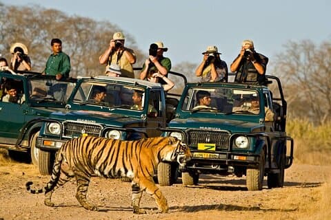 Dagtrip van Jaipur naar Ranthambore met safari en transfers