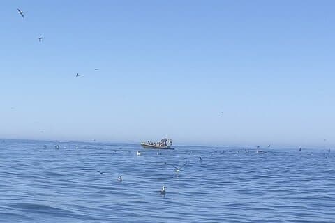 Birdwatching Tour in Nazaré: Seabirds,Cliffs & Local Nature Guide