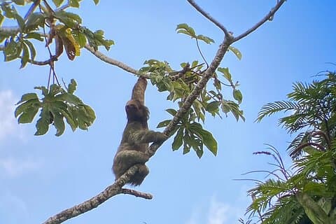 Sloth guardando La Fortuna Guida privata.