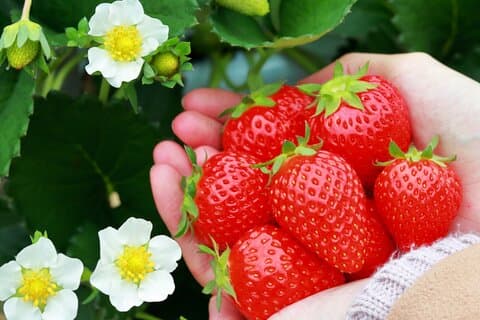 Kawagoe Strawberry Picking and Sweets Walking Tour from Tokyo