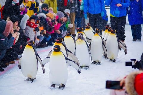 Tour Privado de Sapporo : Zoológico de Asahiyama, Ramen Village & Cervecería Sake