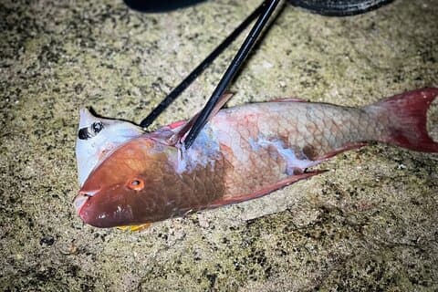 Izena Inverno Pesca e Colheita de Cana de Açúcar Tour de 3 dias