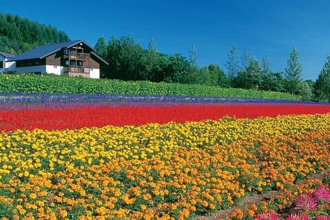 Sapporo Private Tour : Bauernhof Tomita, Blauer Teich & Biei Blumen