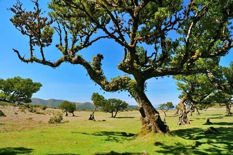 Madeira’s Fanal Assobiadores Guided Nature Walk