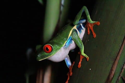La Fortuna Rainforest Night Walk Experience