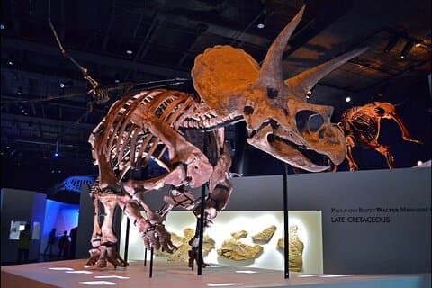 Houston Museum Natural Science Pass Discovery