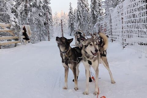 Rovaniemi : Selbstfahrende Husky Safari zu einer Rentierfarm