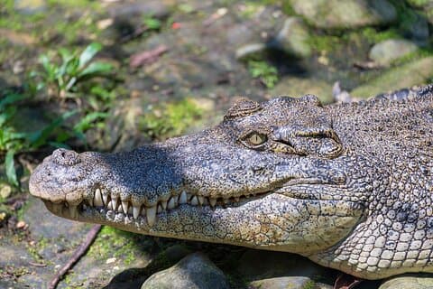 Darwin Private Shore Tour: Wild Crocodile Safari & Fogg Dam