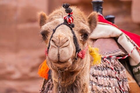 Høydepunkter av Jordan Tour 5 dager med historie Petra og Wadi Rum