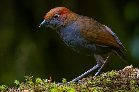 Quito Volcanic Páramo Cloud Forest Birdwatching Private Tour
