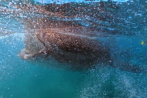 Swim with Whale Sharks #1 MUST DO IN LA PAZ
