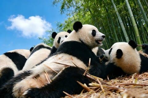 Chengdu One Day Trip fra Xiamen med fly: Leshan Giant Buddha, Pandas og mere