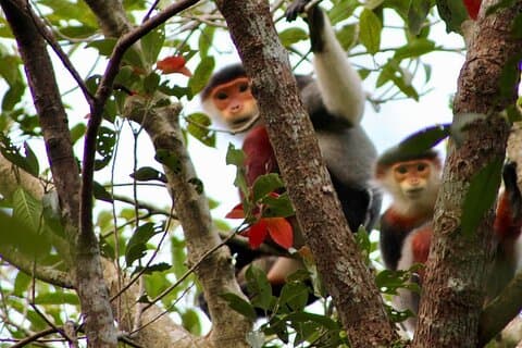 Le privé Da Nang souligne la montagne de marbre et la montagne des singes