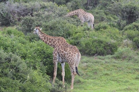 Schotia Safari Naturpark Abenteuerpass