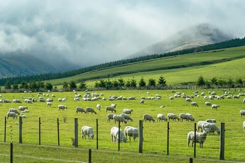 Glenafric Farm Experience : Privétour aan wal vanuit Christchurch