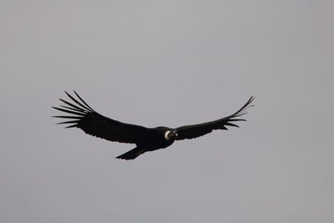 Colca Canyon Full Day Tour from Arequipa