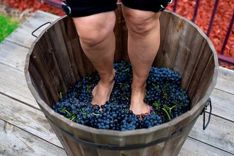 Raccolta e calpestio dell'uva nella Val Barossa