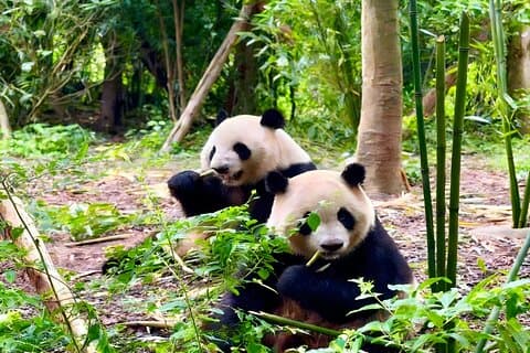 All Inclusive Chengdu Private Day Tour to Panda Breeding Base andCity Highlights